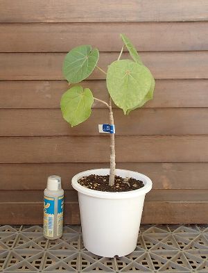 楽天市場】矮性オオハマボウ（ユウナ）5寸鉢植え 苗 苗木 : 日本