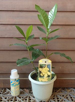 (ゴールドメダル) 黄花クチナシ