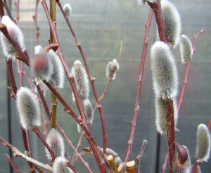 楽天市場】ネコヤナギ ピンクネコヤナギ 3寸ポット植え ねこやなぎ