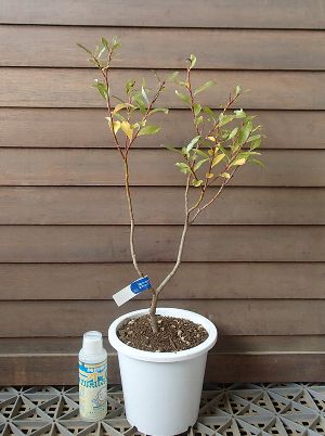 楽天市場】ネコヤナギ 5寸鉢植え ピンクパールネコヤナギ ねこやなぎ