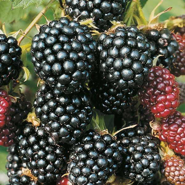 【美品】ブラックベリーQ10 BlackBerry Q10【スペック】価格や発売日 | スマホBANK