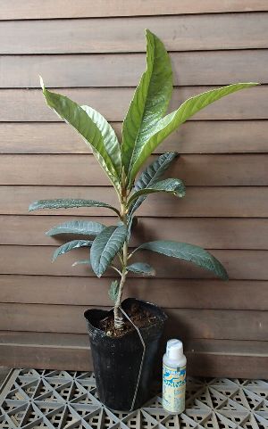 アビウ苗 楽天市場】アビウ 《熱帯果樹苗》 : 日本花卉ガーデンセンター annex