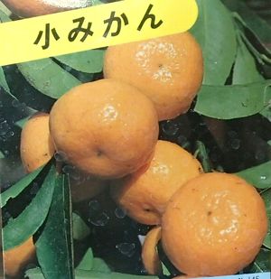 みかん　苗木　こみかん（紀州小みかん）コミカン《果樹苗》　柑橘苗　苗木　接木　苗　みかん