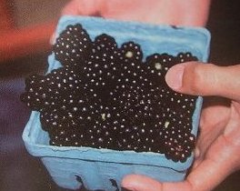 楽天市場】大株 チョコレートの木（カカオの木）《熱帯果樹苗》樹高40