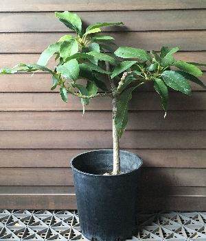 楽天市場 アボカド 品種不明 接ぎ木5年生 7寸鉢 アボガド 熱帯果樹苗 日本花卉ガーデンセンター Annex