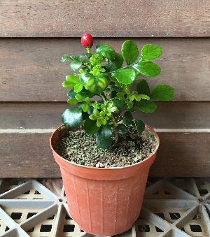 極矮性 シルクジャスミン ゲッキツ 寸鉢植え Korkmazmauritius Com