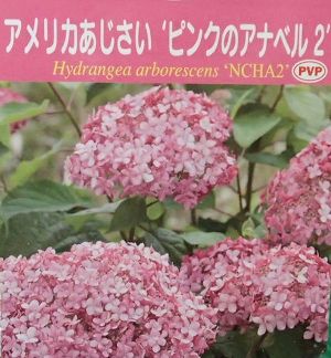 楽天市場 ピンクのアナベル2 紫陽花 5寸ポット植え 花木庭木 アジサイ 山紫陽花 あじさい 日本花卉ガーデンセンター Annex