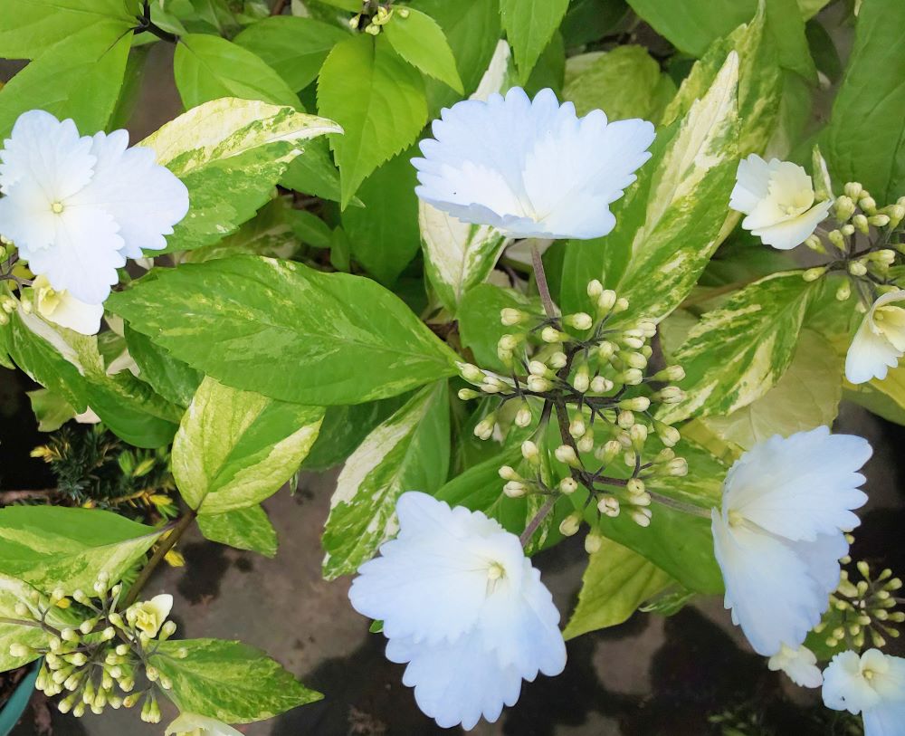 即購入可　オタフク（ウズ）アジサイ現物A抜き苗 楽天市場】紫陽花 苗 ウズアジサイ：オタフク（紫陽花）5寸