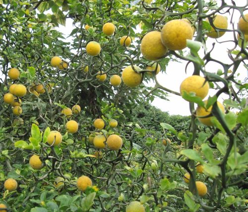 楽天市場】枸橘 【カラタチ】 実生 2年生 ポット苗 苗 常緑 果樹 柑橘