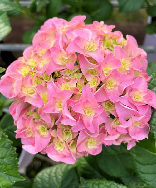 アジサイ　4種10ポット　紫陽花 楽天市場】予約販売 アジサイ コットンキャンディ 10.5cmポット