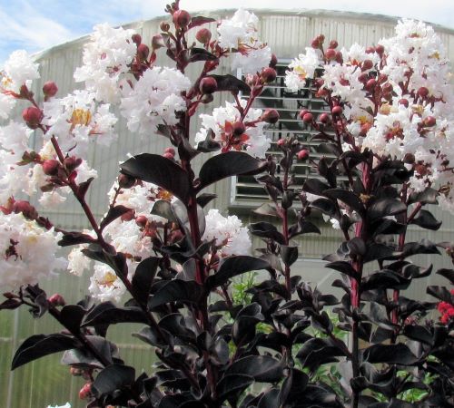 楽天市場】サルスベリ 苗 苗木 百日紅 小輪白花 （サルスベリ） 八房性
