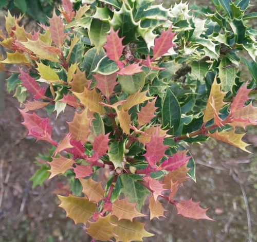 楽天市場】ヒメヒイラギ 【紫艶】 3.5号ポット苗 挿し木 【ハナヒロ