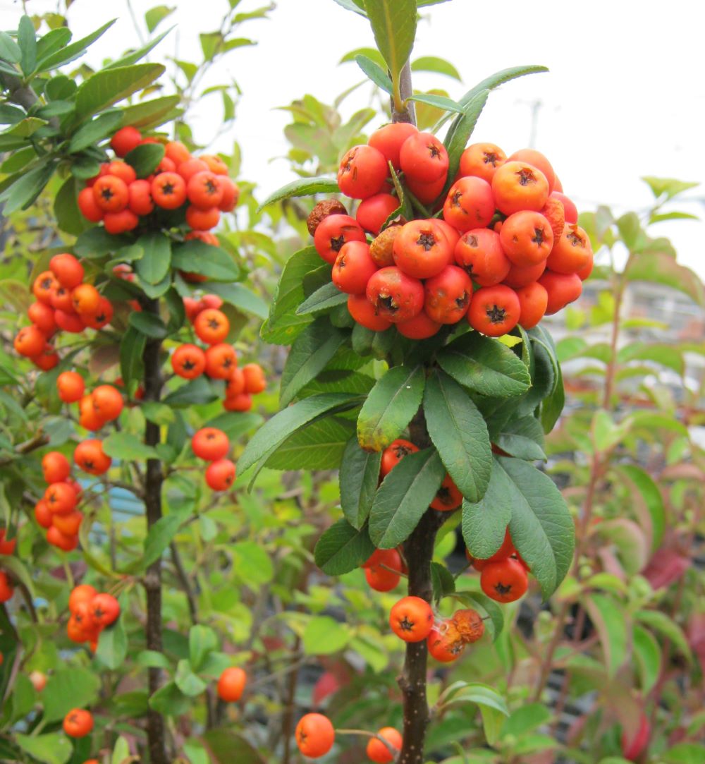 楽天市場】斑入りピラカンサス 白フクリン斑 3.5号ポット苗 【ハナヒロ