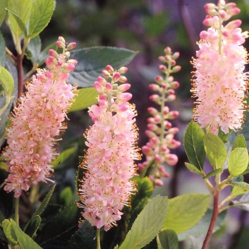 楽天市場】アメリカリョウブ 'ピンク スパイヤー' : おぎはら植物園