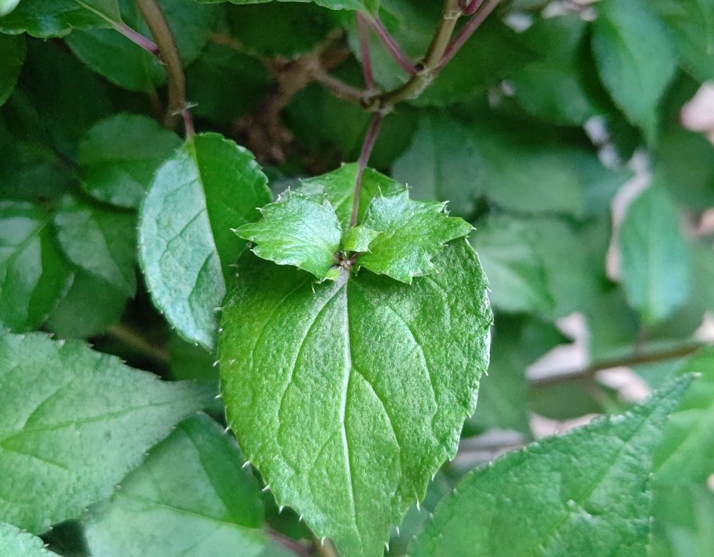 ②⭕珍種 花筏 ハナイカダ ちび 1苗 555881.jpg