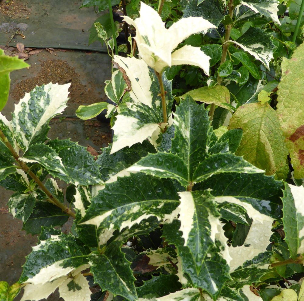 ひいらぎページ 楽天市場】ヒイラギモクセイ 斑入 3.5号ポット苗 挿し木 【ハナヒロ