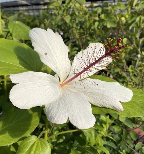 楽天市場】【ハイビスカス】 ミセスユミ 苗 苗木 【熱帯植物