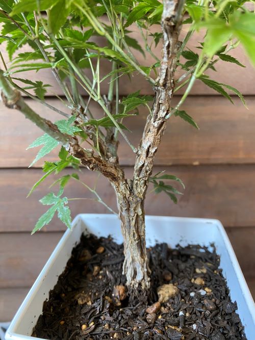 楽天市場】【送料無料】紅葉 小盆栽 モミジ 一才錦モミジ 大 : 片岡笑