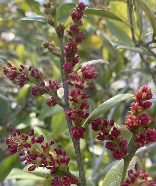 楽天市場】ラセンスギ（ラセン杉、ヨレ杉、ヨレスギ、螺旋杉） : 日本