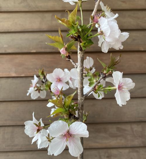 桜　苗木　【8寸鉢植え】三波川冬桜　桜苗木　　苗木　苗　　 【庭木花木・桜・サクラ・さくら】桜の鉢植え