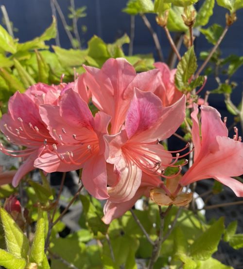 クマノミツバツツジ /熊野三葉躑躅【現品発送】管理70736 クマノ三葉躑躅（クマノミツバツツジ）熊野三つ葉ツツジ : 日本花卉