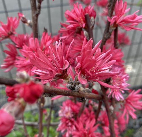 楽天市場】フウリンツリバナマユミ （風鈴吊花マユミ） 風鈴ツリバナ