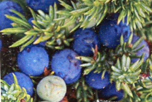 楽天市場】大株 チョコレートの木（カカオの木）《熱帯果樹苗