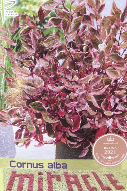 楽天市場】珊瑚水木（サンゴミズキ）苗木 7号 : 千草園芸