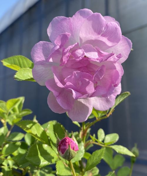 楽天市場】中国コウシンバラ 中国庚申薔薇 （原種のバラ 薔薇）苗 苗木