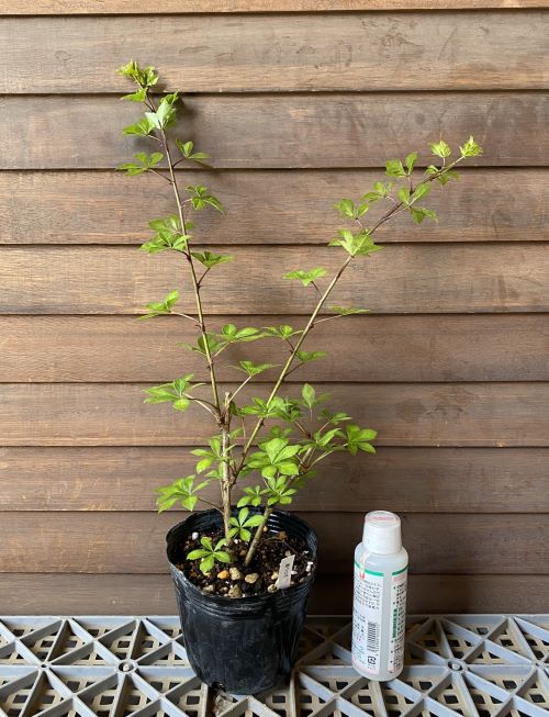 楽天市場】アオモジ（青文字、ショウガノキ）＊10～20センチ程度