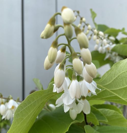 楽天市場】山吹 苗 白山吹（シロヤマブキ）白ヤマブキ 5寸鉢植え 苗木