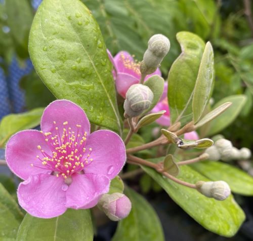 楽天市場】スターアップル《熱帯果樹苗》 : 日本花卉ガーデンセンター