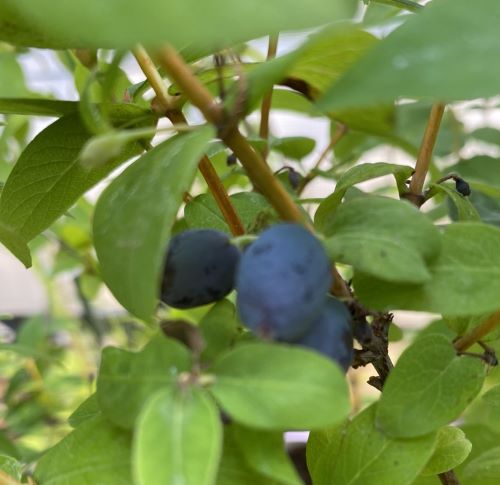 楽天市場】ドリアン《熱帯果樹苗》 : 日本花卉ガーデンセンター annex