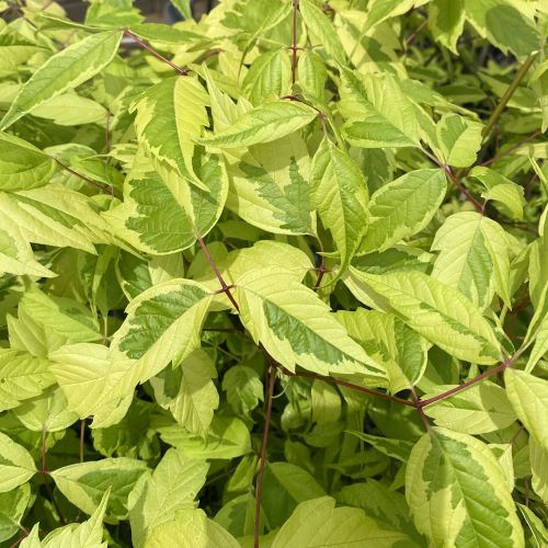 ネグンドカエデ：オーレオマルギナータム　８寸ポット植え　黄斑葉の洋種カエデ　苗　苗木｜日本花卉ガーデンセンター　annex