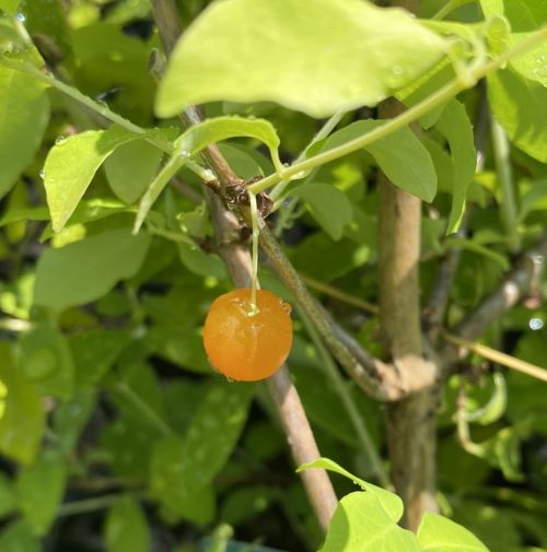 み❤️ 希少　花付き！特大カカオ苗木　チョコレートの木 希少 カカオ苗木(大) チョコレートの木 - メルカリ