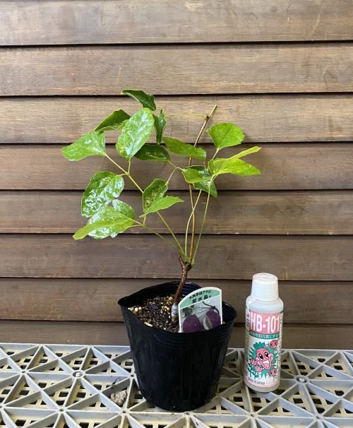 ［確認用］　アケビ　実生苗 アケビ 苗 苗木 ジャンボアケビ（紫水晶）接ぎ木 三つ葉あけび 大実