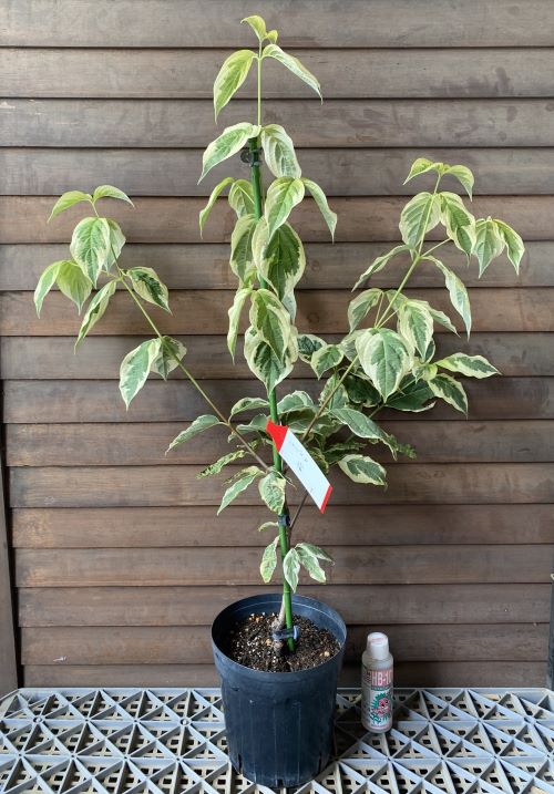 楽天市場】【 接木個体です 】ヒマラヤスギ 『 ファーストスノー 』6号