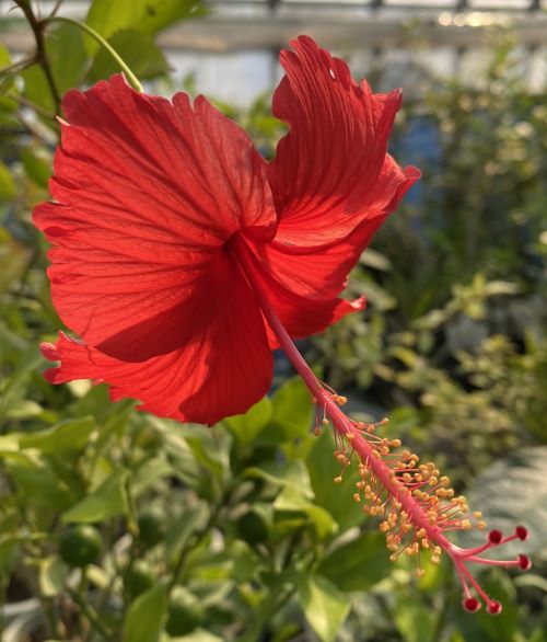 楽天市場】【ハイビスカス】 ミセスユミ 苗 苗木 【熱帯植物