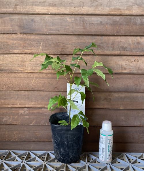 楽天市場】【ビービーツリー】 3号ポット苗 : 苗木部 by 花