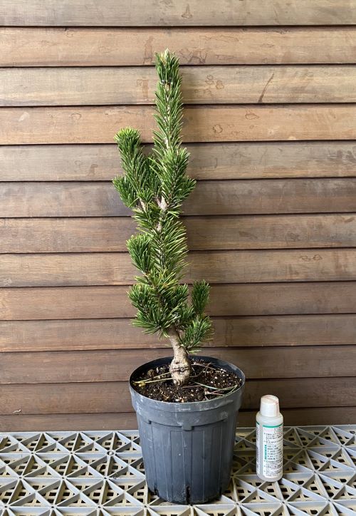 楽天市場】苗：寸梢黒松*くろまつ クロマツ kuromatsu : 遊恵盆栽 楽天