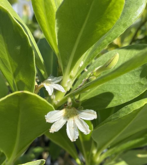 楽天市場】【大株】アルラ（ハワイアンパーム） : 日本花卉ガーデン