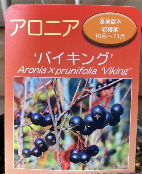 楽天市場】アロニア 苗 バイキング チョコレートベリー（チョコベリー