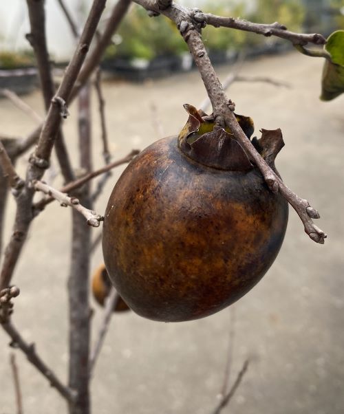 珍しい 黒柿 甘い 果樹苗木 鉢ごと発送 珍しい 黒柿 甘い 果樹苗木 鉢ごと発送
