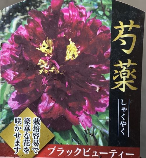 【楽天市場】芍薬（シャクヤク） ブラックビューティー 苗：日本花卉ガーデンセンター annex