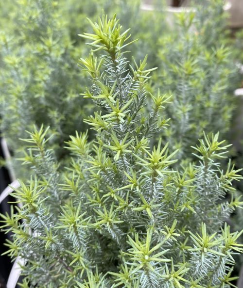 現品】ブルーマキ マキ・アイシーブルー 10号 あ5番 楽天市場】【現品