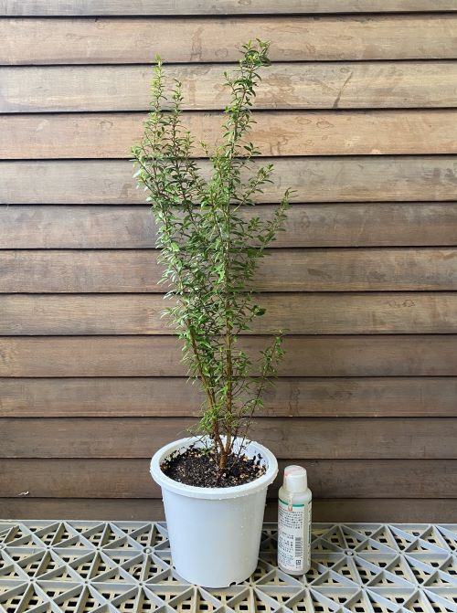 楽天市場】ミメンテス（クラッカージャックシルバー） 3寸 ポット苗 1