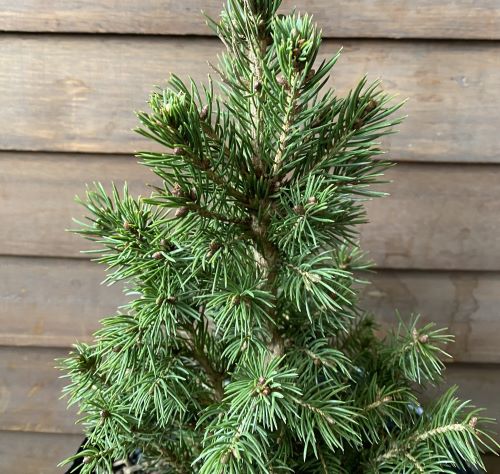 楽天市場】【現品発送】もみの木(ウラジロモミノキ) 樹高1.0-1.3m(根鉢