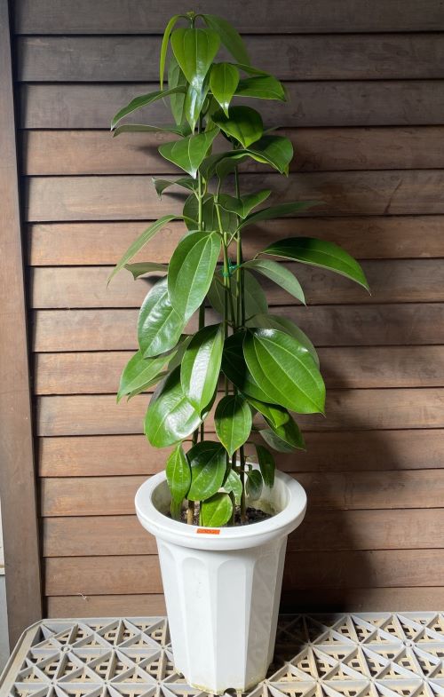 白樺　苗木　60センチ　10本　山葡萄苗木セット 白樺 苗木 60センチ 10本 山葡萄苗木セット