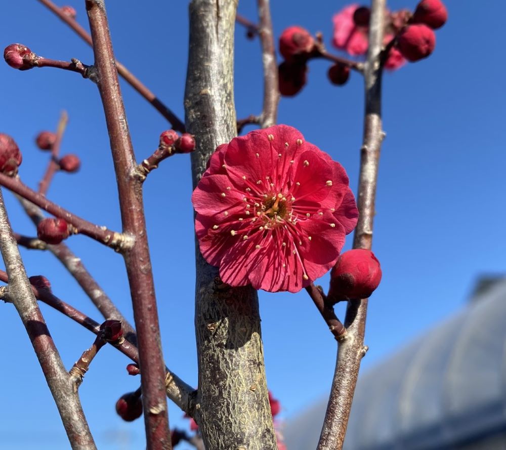 【６寸鉢植え】鹿児島紅梅 花梅 苗木 かごしまこうばい カゴシマコウバイ 【庭木 花木 花梅 はなうめ ハナウメ】