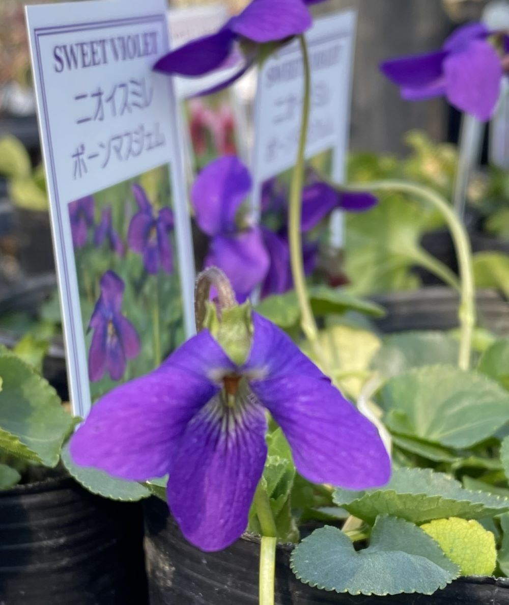 スミレ スミレの同定にチャレンジ！｜ちぐさ研究室